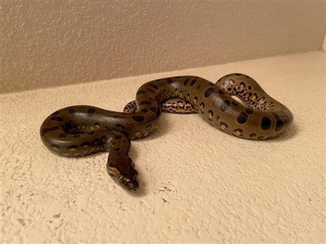 2020 Green Anaconda Babies Faunaclassifieds