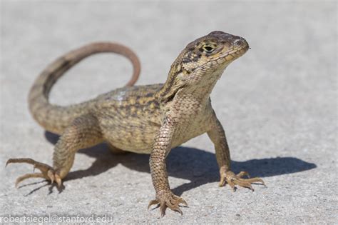 Curly Tailed Lizards