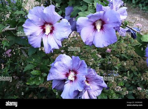 Hibiscus Syriacus ‘blue Bird Tree Hollyhock Blue Bird Large Trumpet