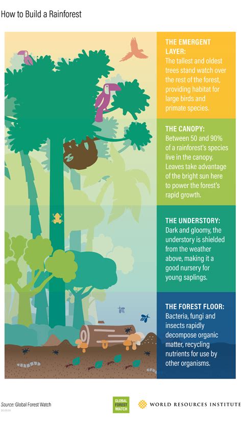 rainforest layer illustration - Google Search | Rainforest, Rainforest