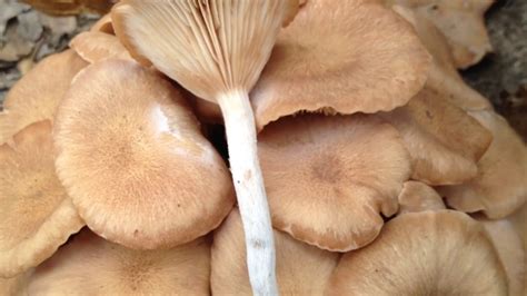 Texas Mushrooms All Mushroom Info