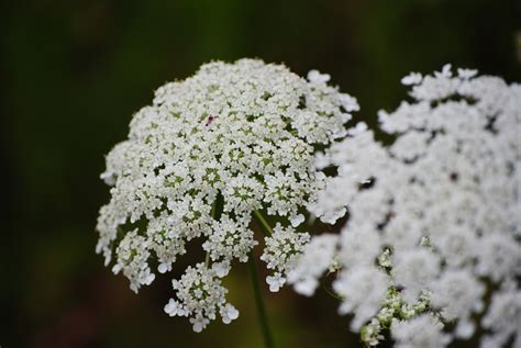 From A Ladybug Queen Annes Lace