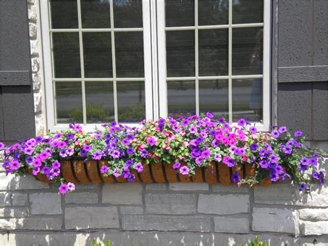 42 Best Flowers For Window Boxes 65 Our Flowers Window Box Contest 7