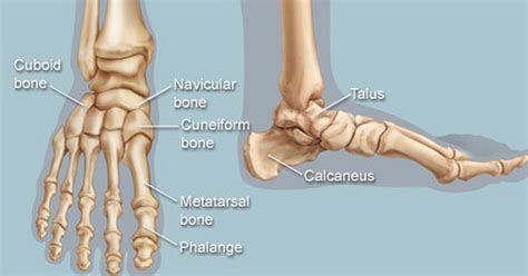 Do You Know Ternyata Kaki Manusia Mengambil 25 Porsi Keseluruhan