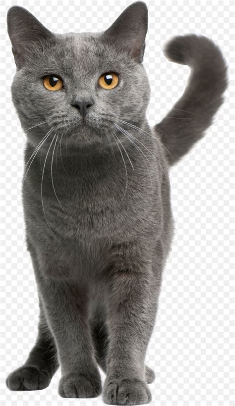 The british shorthair is the pedigreed version of the traditional british domestic cat, with a distinctively stocky body, dense coat, and broad face. Chartreux Russian Blue British Shorthair Exotic Shorthair ...
