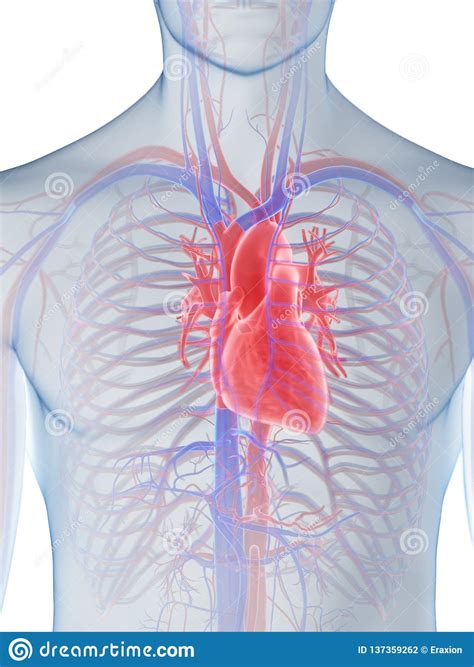 Le coeur humain illustration stock. Illustration du cardiaque - 137359262