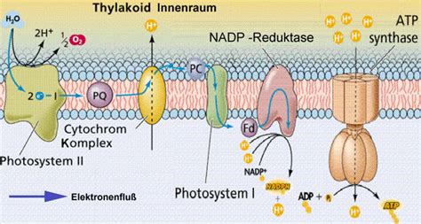Wir bauen für ihr fahrzeug, egal ob. Thylakoidmembran (Facharbeit: "Chloroplasten als Orte der ...