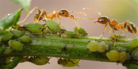 Ants Are Destroying Your Plants By Nurturing Perfect Aphid Colonies
