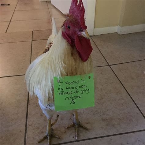 Farmers Are Shaming Their Chickens For Their Crimes And Its Too