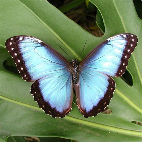 Blue Morpho Butterfly Rainforest Alliance