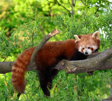 When Do Red Pandas Give Birth How Long Does It Take For Baby Red Panda