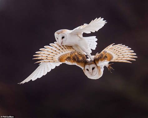 Stunning Images From The British Wildlife Photography Awards Show The Beauty Of British Wildlife