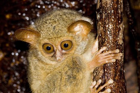 (b) gibbon, a lesser ape, showing its long forelimbs that are used in brachiation. Tarsier tarsier the spectral tarsier photographed in the ...