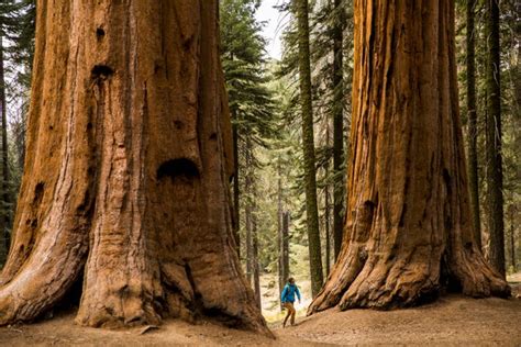 Meet The Giant Sequoia The Super Tree Built To Withstand Fire Scientific American
