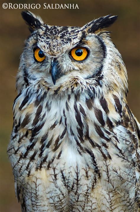 Bufo Real Owl Photography Owl Pictures Owl