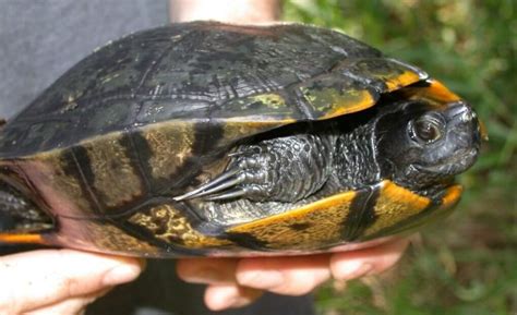 How To Determine Yellow Bellied Slider Male Or Female