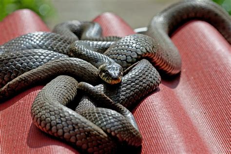 Free Images Animal Serpent Scaled Reptile Milksnake Ringneck