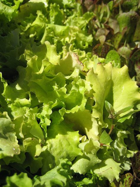 21 Lettuce Varieties To Try In Your Garden