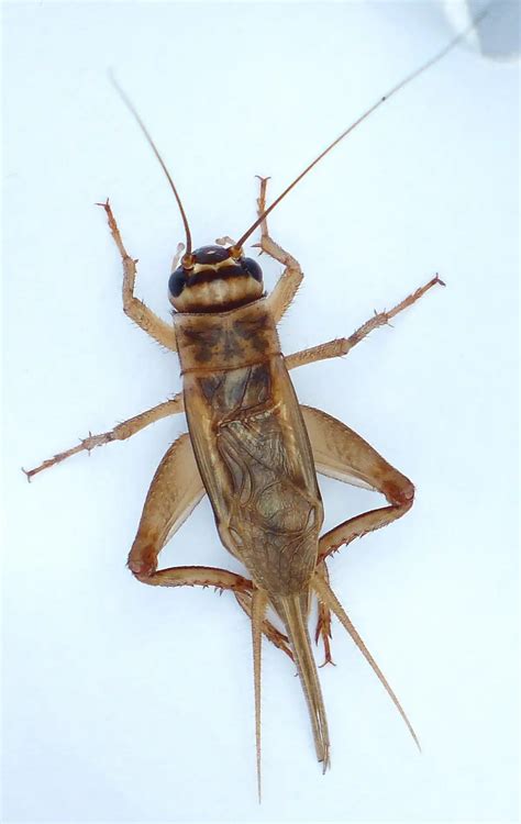 House Cricket Identification Habits And Behavior Active Pest Control
