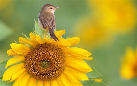 Nature Flowers Birds Sunflowers Yellow Flowers Warblers