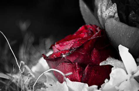 Flower Rose Red Rosa Water Drop Black Background Wallpaper