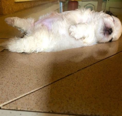 Cachorro Duerme Como Si Se Hubiera Apagado Y Es Adorable Anunciope