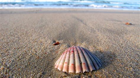 Scallop Shell On Beach Free Photo Download Freeimages