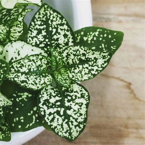 8 Types Of Polka Dot Plants Care Tips Included UnAssaggio