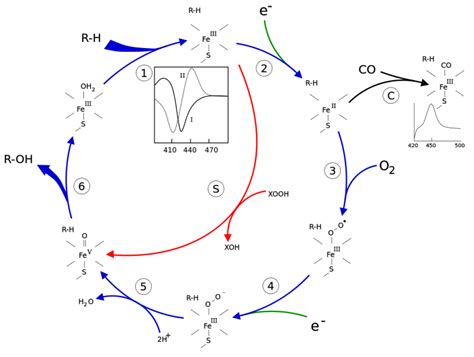 Function Of Cytochrome P450 Creative Enzymes Blog