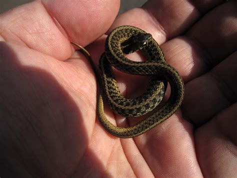 Baby Garter Snake I Found A Few Baby Garter Snakes In My S Flickr
