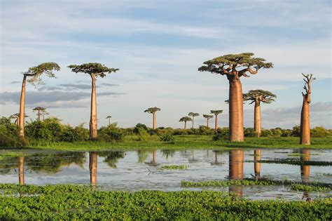 Madagascar To Plant 60 Million Trees In The Next Few Months