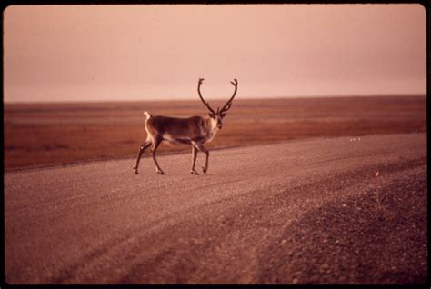 Young Bull Caribou Crosses Gravel Roadway Near Mile 0 081973 A Photo