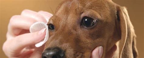 How To Treat Dog Eye Infection At Home Best Glucosamine For Dogs