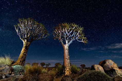 Photo Quiver Tree Forest By Mike Muizebelt On 500px