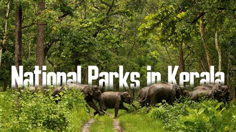 5 Best National Parks In Kerala Kerala Wildlife Sanctuaries