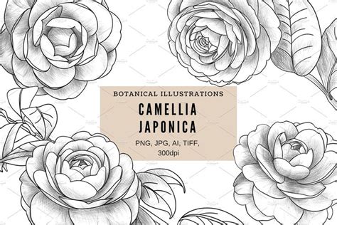 Check spelling or type a new query. Camellia japonica | Flower drawing, Camellia, Hand drawn ...