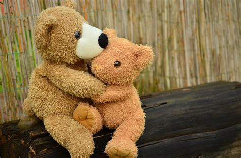 Royalty Free Photo Two Brown Bear Hug Each Other Pickpik