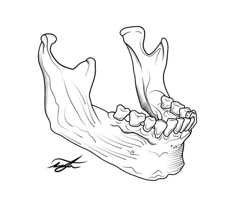 Human Jaw Teeth Drawing Skull Drawing Bone Tattoos