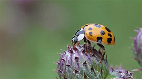 The following oils may help speed healing time and reduce in plants, essential oils attract beneficial bugs, such as bees, to defend against dangerous insects, protect the. Harlequin ladybird harmonia axyridis on thistle head