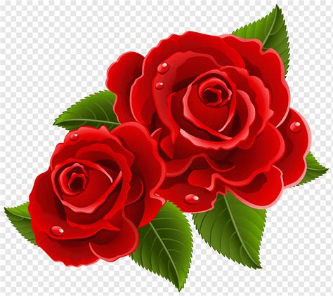 Two Red Rose Flower Photos Best Flower Site