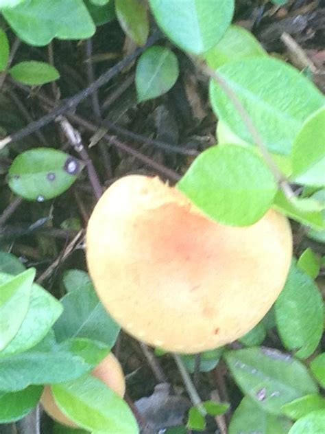 Need Help Identifying Florida Shrooms Mushroom Hunting And