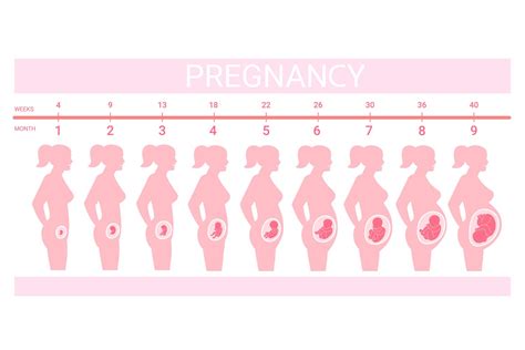 Pregnancy Belly Week By Week Chart