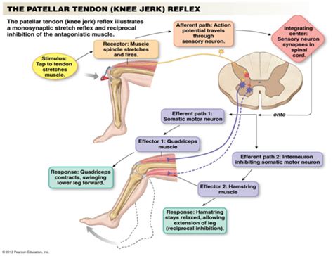 Knee jerk reflex is a talent from the persona web for survivors. Print Physiology Integrative Chapters flashcards | Easy ...
