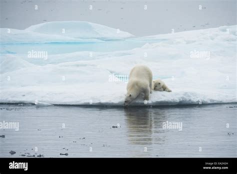 Polar Bear Mother And Cub Ursus Maritimus Playing On An Iceberg Baffin