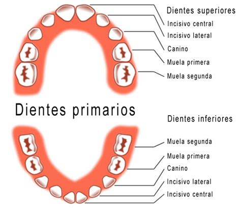 Capa Parilla Pinchazo Anatomia De Los Dientes Temporales Amedrentador