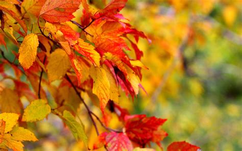 Branches Leaf Close Up Autumn Photo Wallpaper 2560x1600 29563