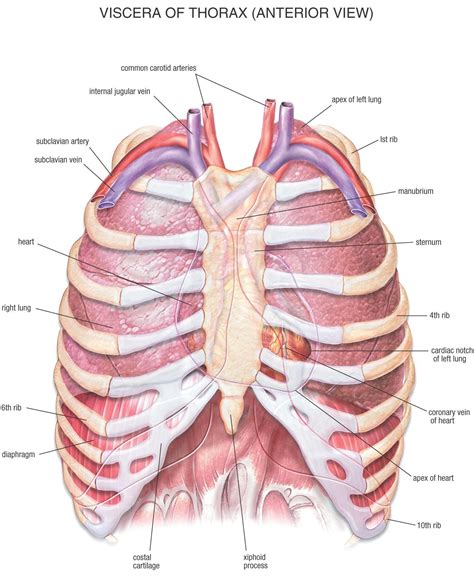 Human Anatomy Chest Cavity Anatomy Of Chest Bones Human Anatomy Diagram