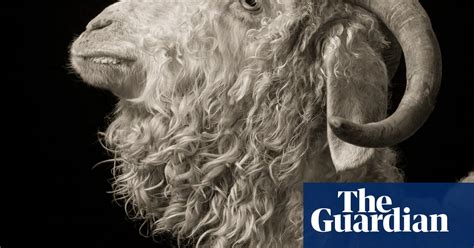 Gorgeous Goats In Pictures Art And Design The Guardian