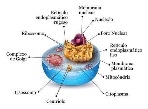 Estrutura Basica De Uma Celula Eucariotica Várias Estruturas