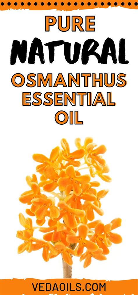 Get The Pure Natural Osmanthus Essential Oil Essential Oils Oils
